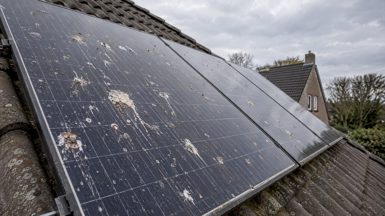 Duivenpoep op zonnepanelen: wanneer professionele reiniging nodig is
